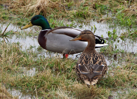 Male and female mallard