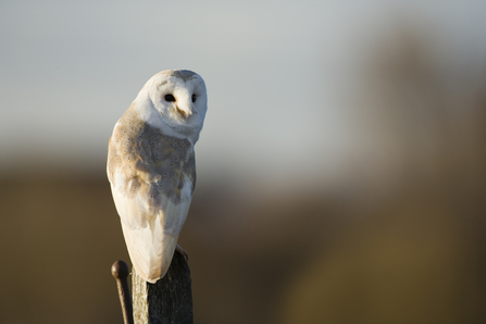 Barn owl sat on a gate post