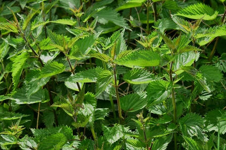 Nettles