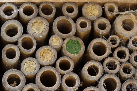 A number of bamboo canes and stick ends