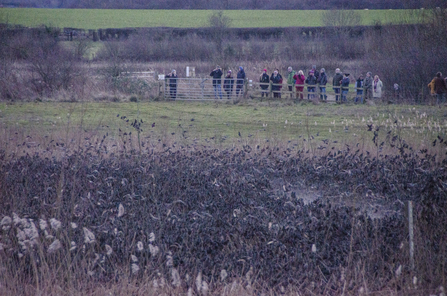 A carpet of roosting starlings