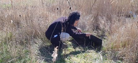 Sophie checking under the refugia for reptiles