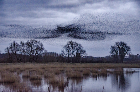 starling mumuration