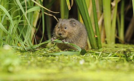 Water vole holding blade of grass