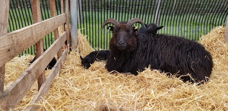 One of the many proud mothers with her new arrivals, in this case twins!  - Howard Roddie