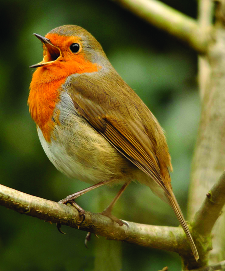 Robin singing on a branch