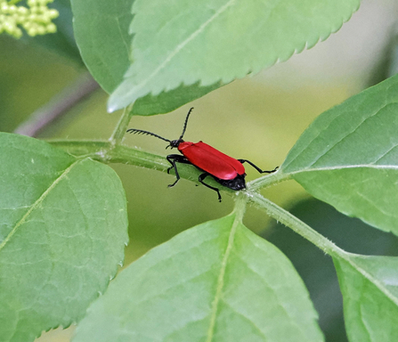 Black-headed cardinal beetle on leaf stalk