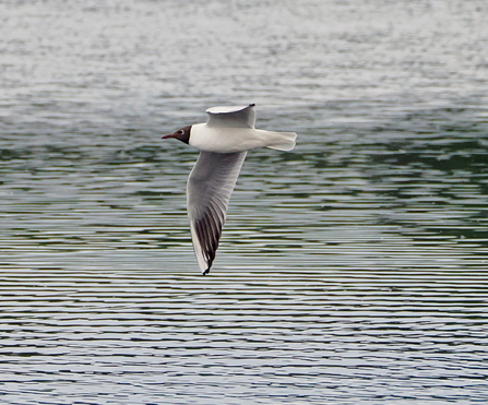 Black-headed gull flying over lake