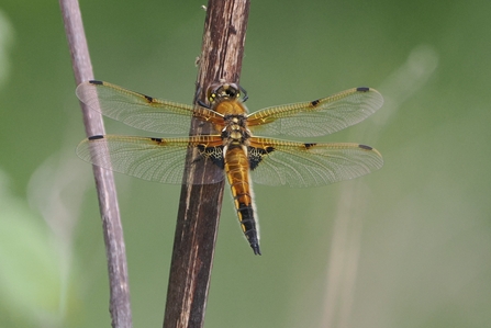 Four-spotted chaser on stalk