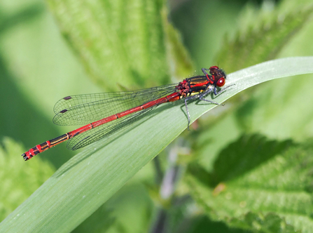 Large red damselfly clinging to plant