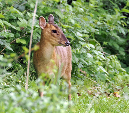 Muntjac deer standing among foliage