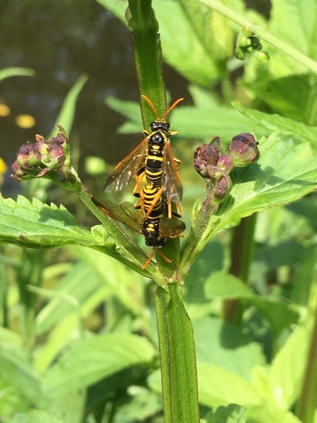 Two figwort sawflies clinging on a plant stem possibly mating.