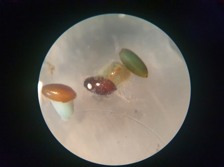 Germinating seagrass seeds