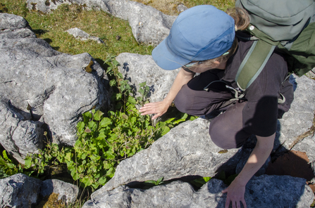 Liz shows a sheep nibbled tree in limestone paving - photo taken by Sara