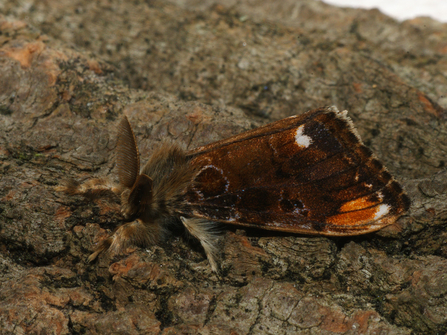 A male scarce vapourer moth on a wooden log.