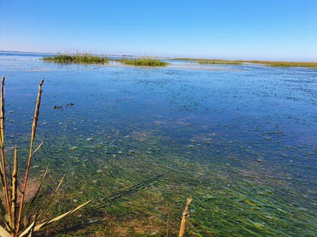 View of seagrass in the sea on a clear blue day.