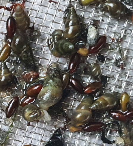 Seagrass seeds on a sieve