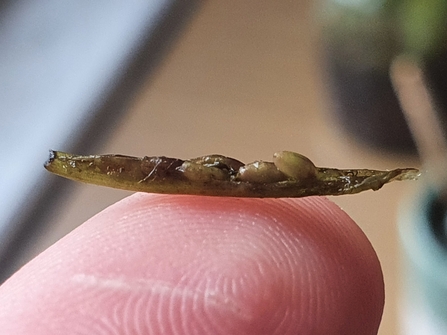 Seagrass spathe on someone's fingertip