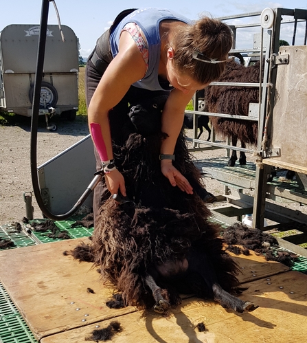 Anna Hall Sheep Shearing - Howard Roddie