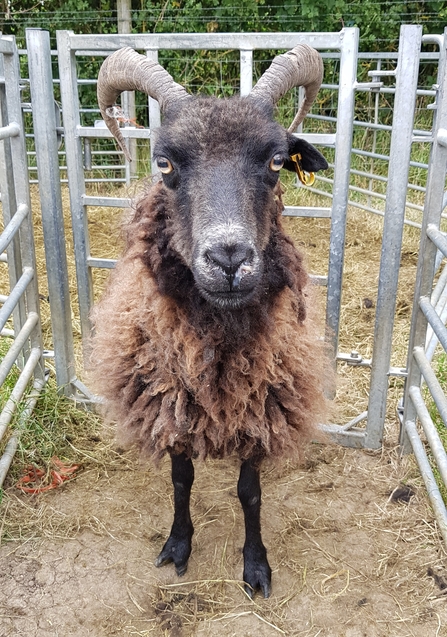 A sheep called 'no ear' Low Carr Farm - Howard Roddie