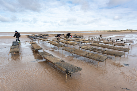 Oysters in trestles on the seashore