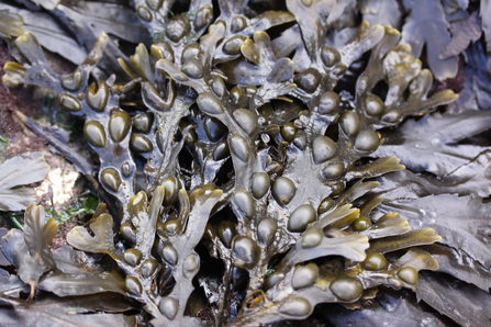 Close up shot of bladder wrack seaweed on the beach