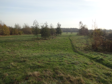 Open grassland with a few trees and a path running along the right.