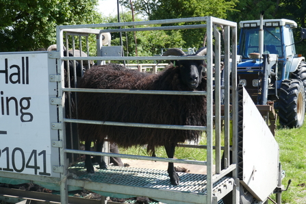 The head of the shearing queue - Howard Roddie