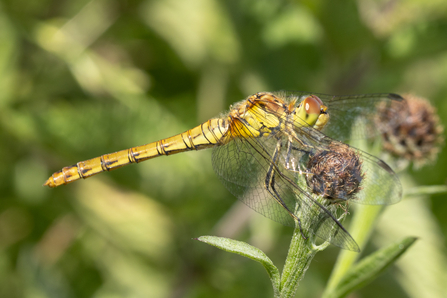 Common Darter Dragonfly - Simon Tull