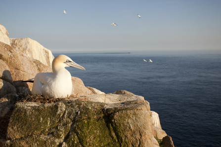Gannet nesting on cliff, The Wildlife Trusts