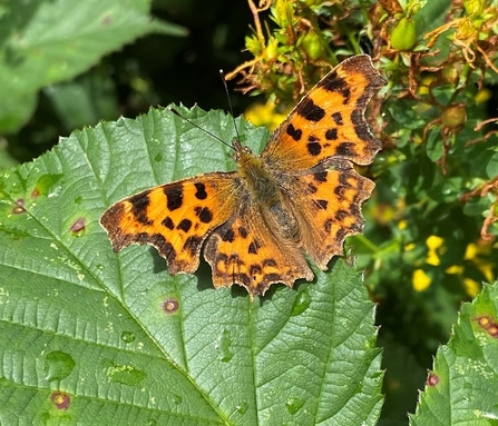 Ragged Comma Butterfly - Claire Burton