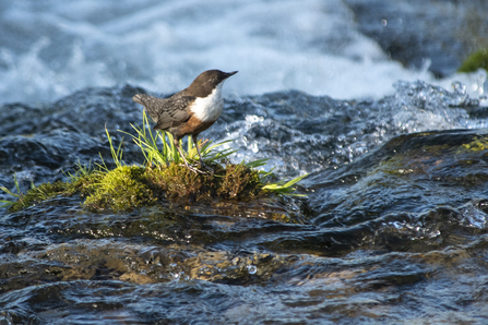 dipper Weybeck's pasture, TOS Volunteer Sara