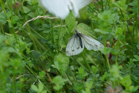 A Green-veined White - Howard Roddie