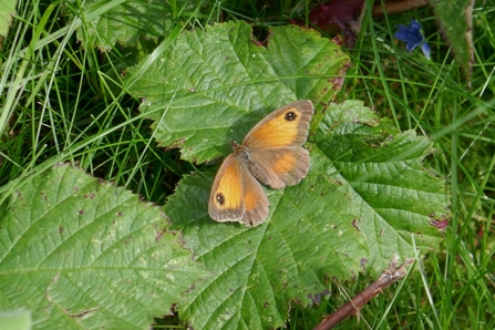 Gatekeeper (female) - Howard Roddie