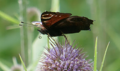 Peacock butterfly - Howard Roddie