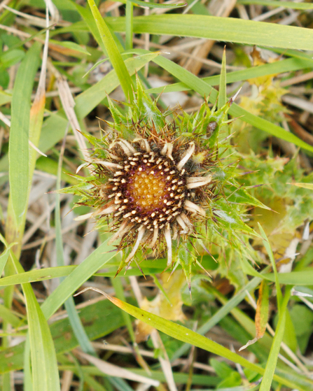 Carline Thistle, Simon Tull