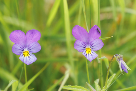 wild pansies, Simon Tull