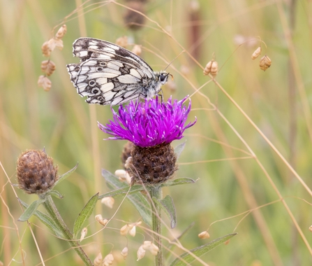 marbled white butterfly