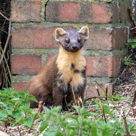 A pine marten sitting down next to a brick wall at Spurn.