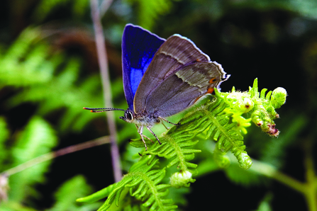 purple hairstreak - Maurice Gordon