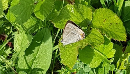 purple hairstreak - Howard Roddie