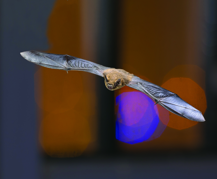 Pipistrelle bat facing the camera flying with its wings outstretched