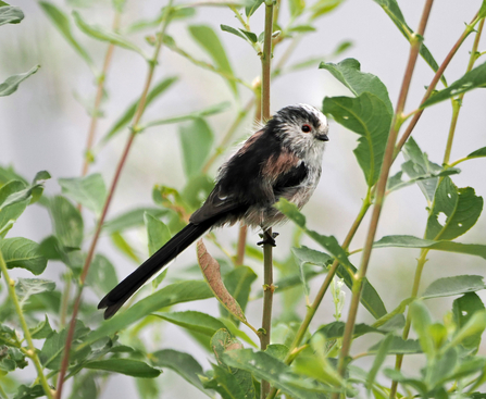 Long-tailed tit perching among stalks and leaves