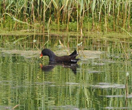 Moorhen swimming on edge of reedbed
