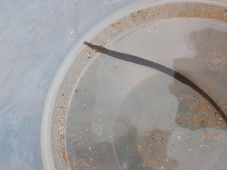 A snake pipe fish, Filey Brigg - Ana Cowie