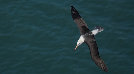 Black-browed albatross soaring over the sea. The shot is taken from above the bird