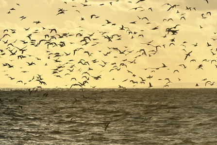 Gannets in a flock over the sea - the sky is orange and the sun is setting