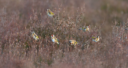 Flock of goldfinches on woodland scrub bush