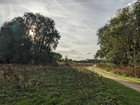 Two stands of trees on either side with a swathe of scrub on one side and a path winding into the distance