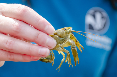 White-Clawed crayfish, Sara